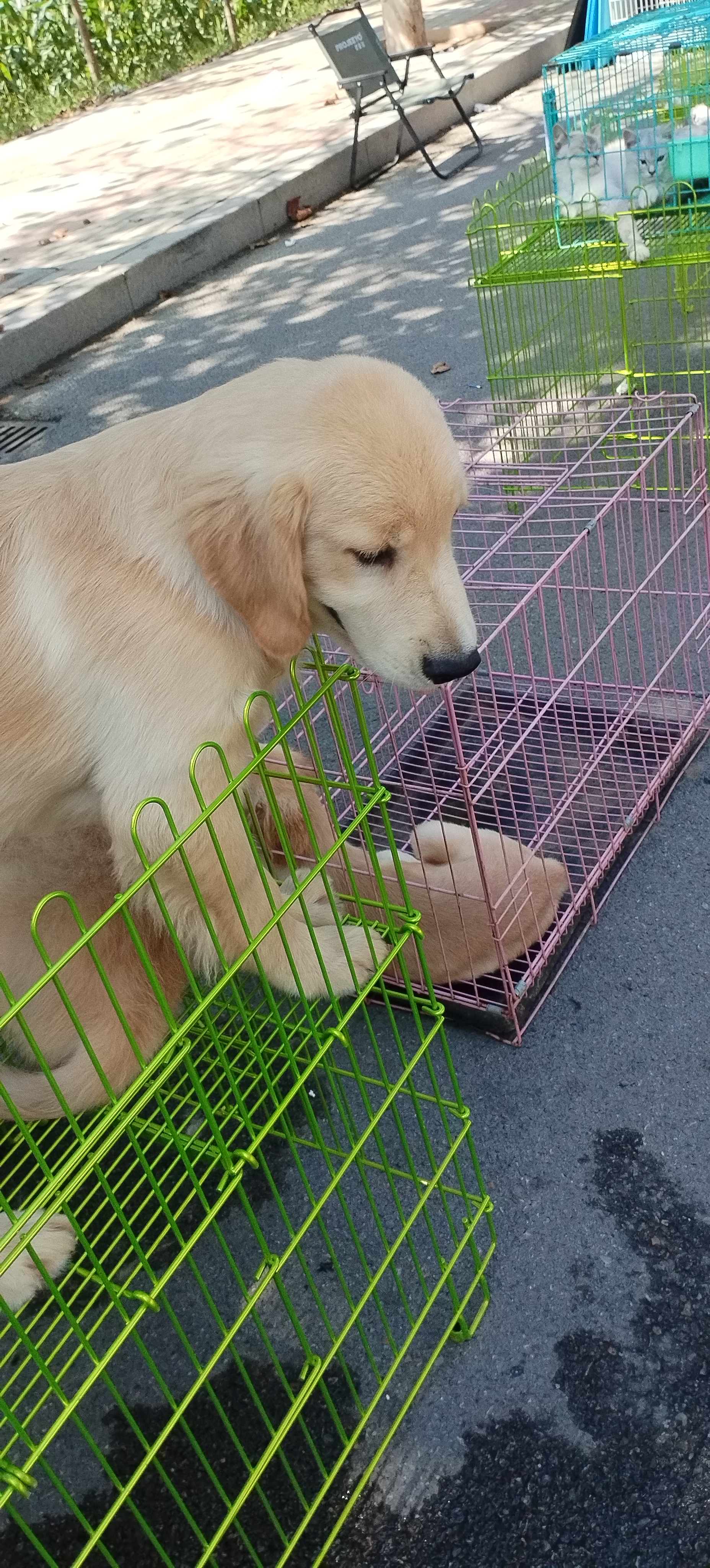 金毛智商高，金毛犬聪明，容易训练